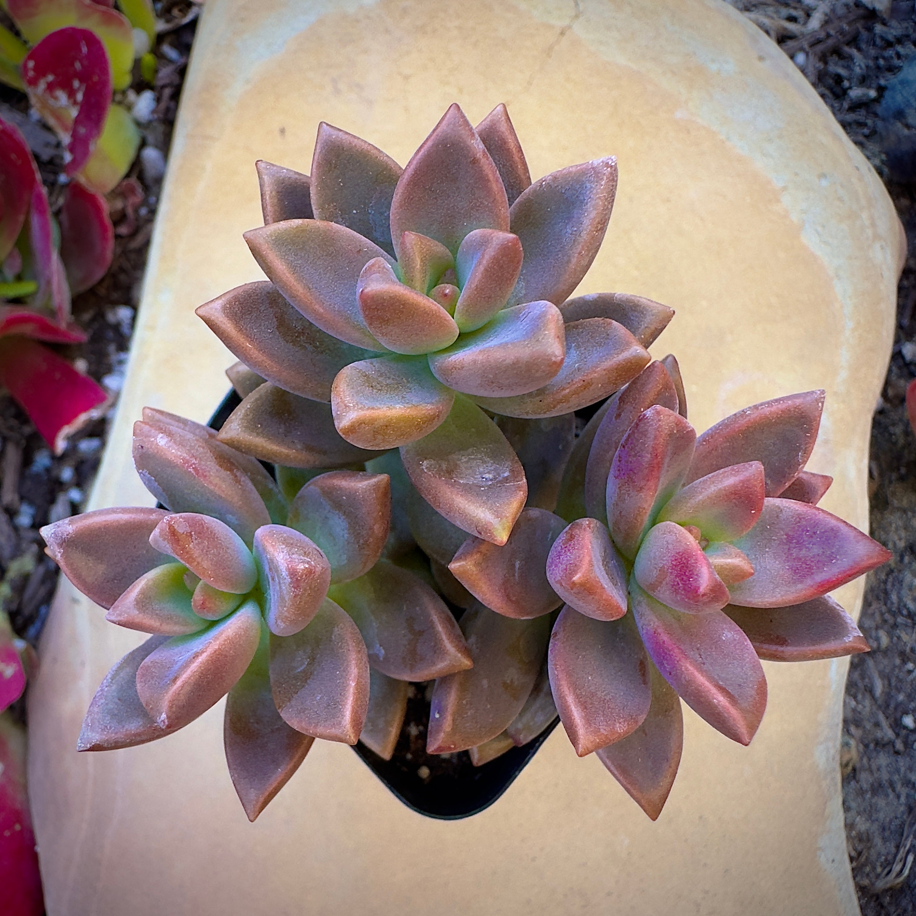 Home And Garden